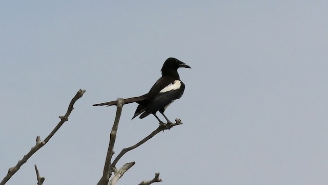 Asir Magpie - ML370380971