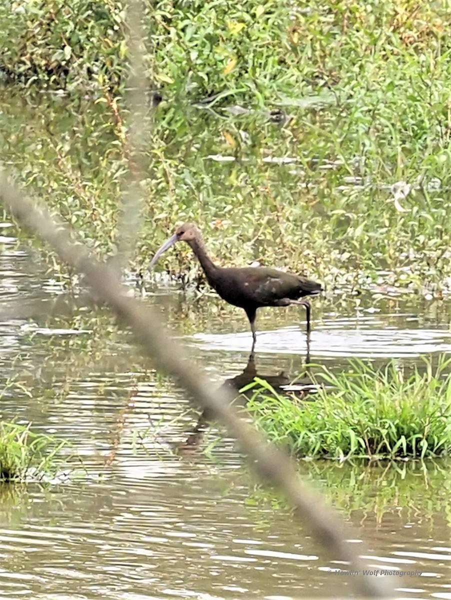 White-faced Ibis - Warren Wolf