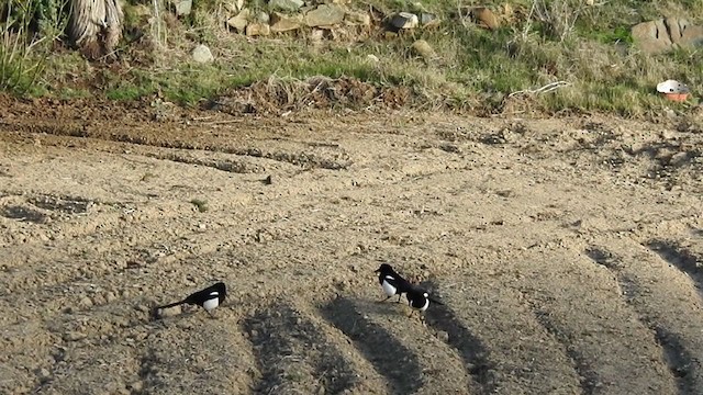 Asir Magpie - ML370381821