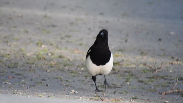 Asir Magpie - ML370382111