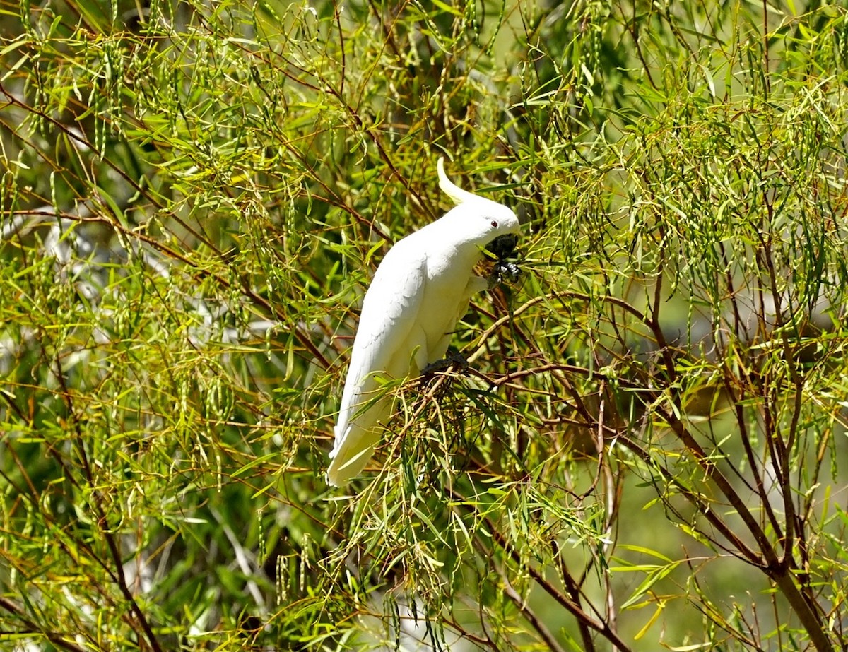 Sulphur-crested Cockatoo - ML370383551