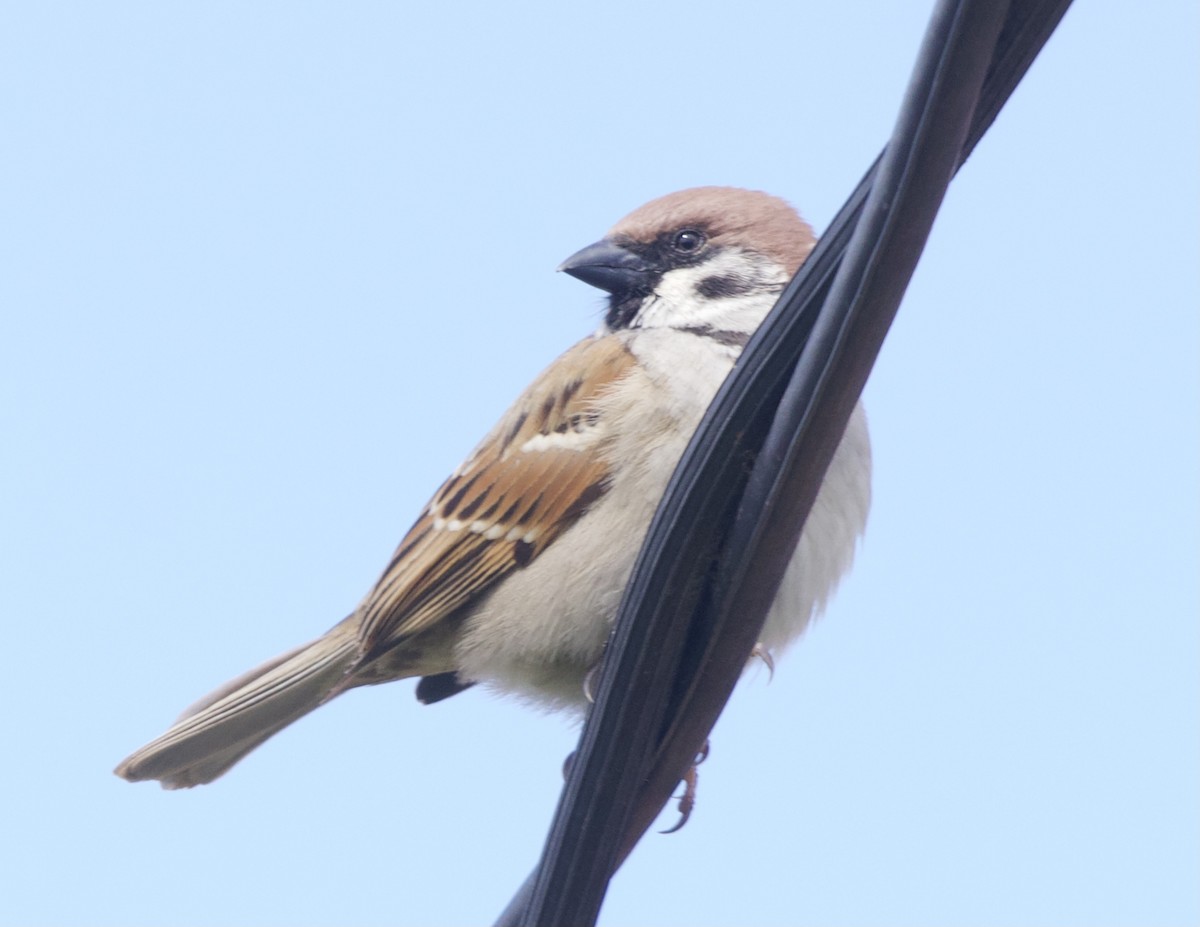 Eurasian Tree Sparrow - ML370383571