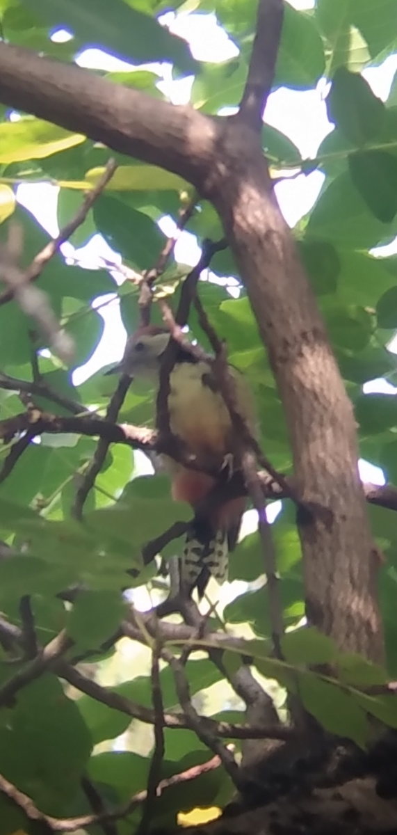 Middle Spotted Woodpecker - ML370383971