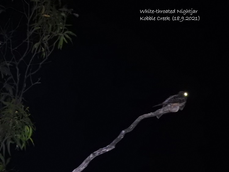 White-throated Nightjar - ML370385211