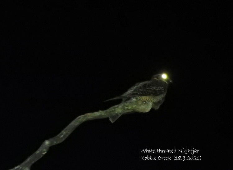 White-throated Nightjar - ML370385221