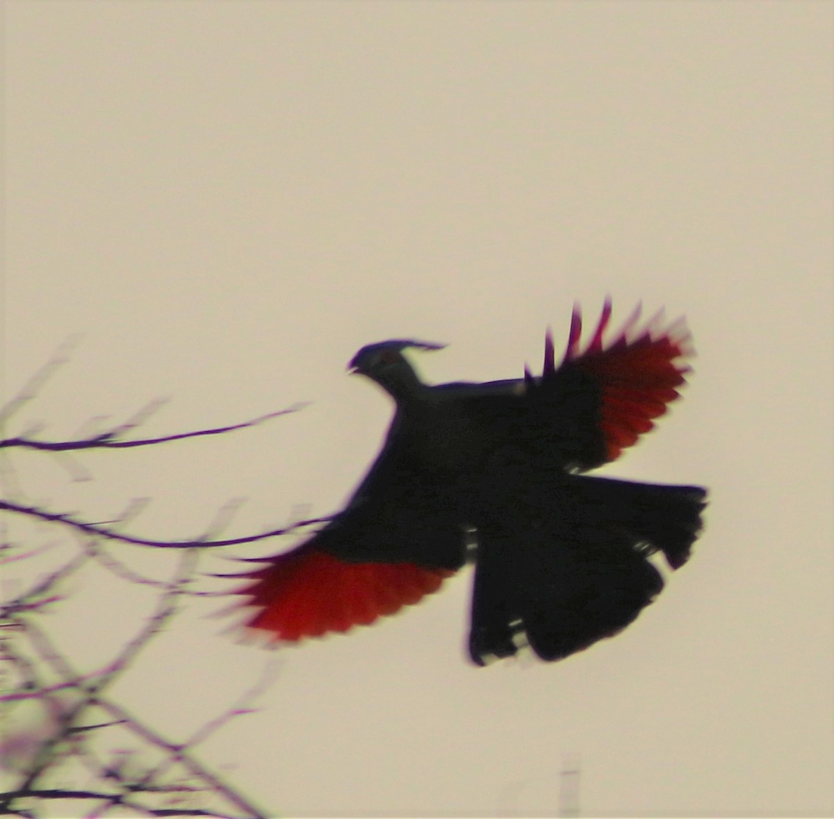 Schalow's Turaco - ML370385961