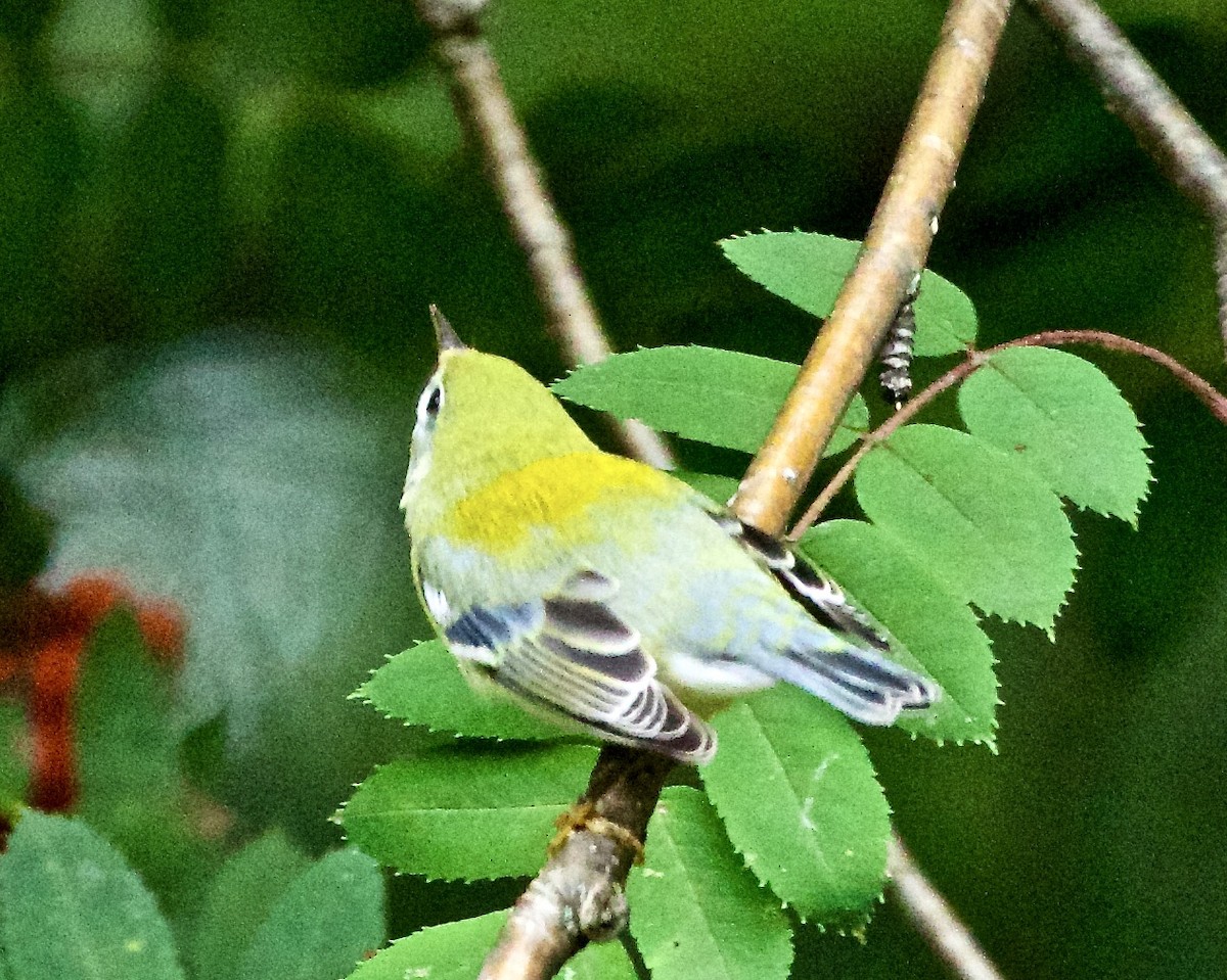 Northern Parula - ML370386431