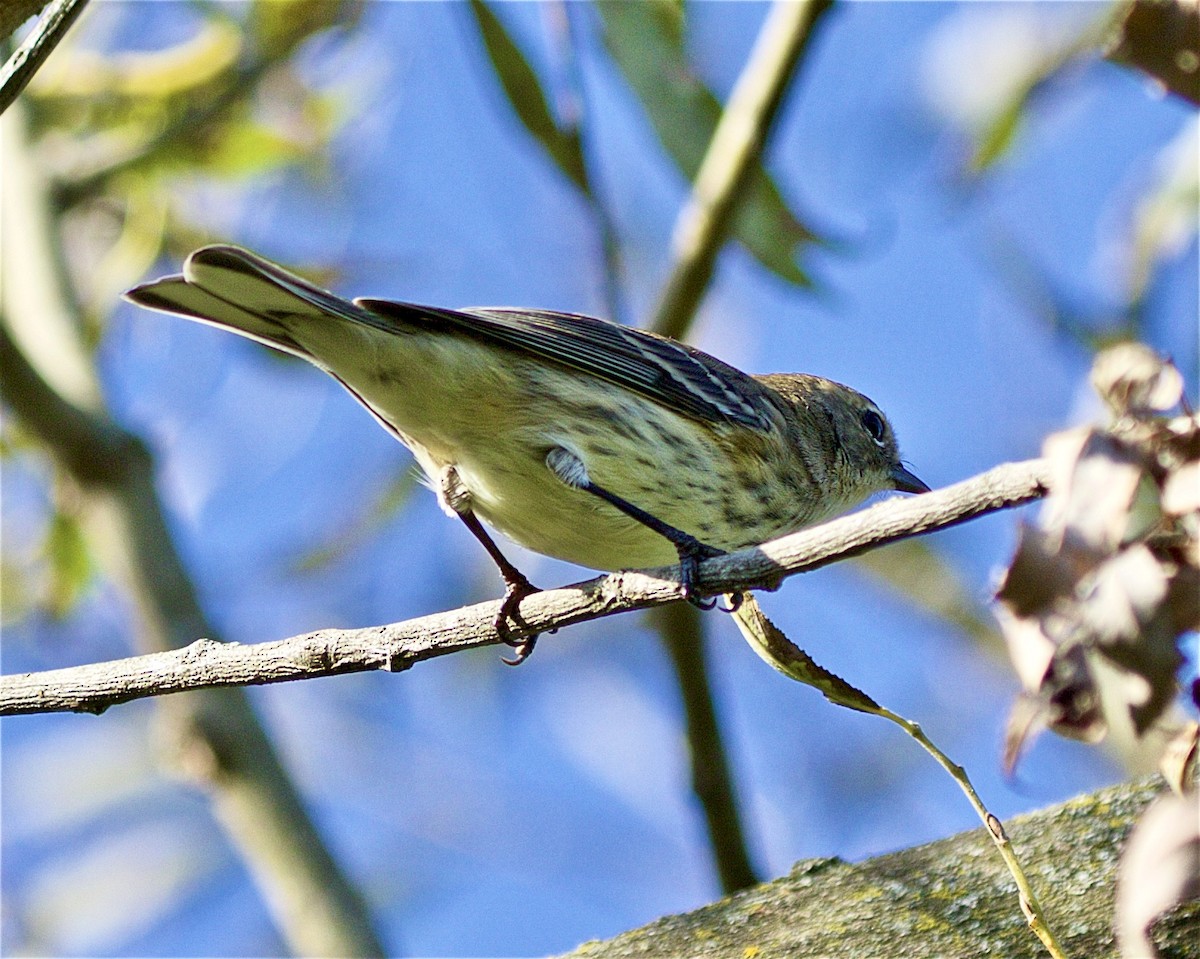 Bay-breasted Warbler - ML370387341
