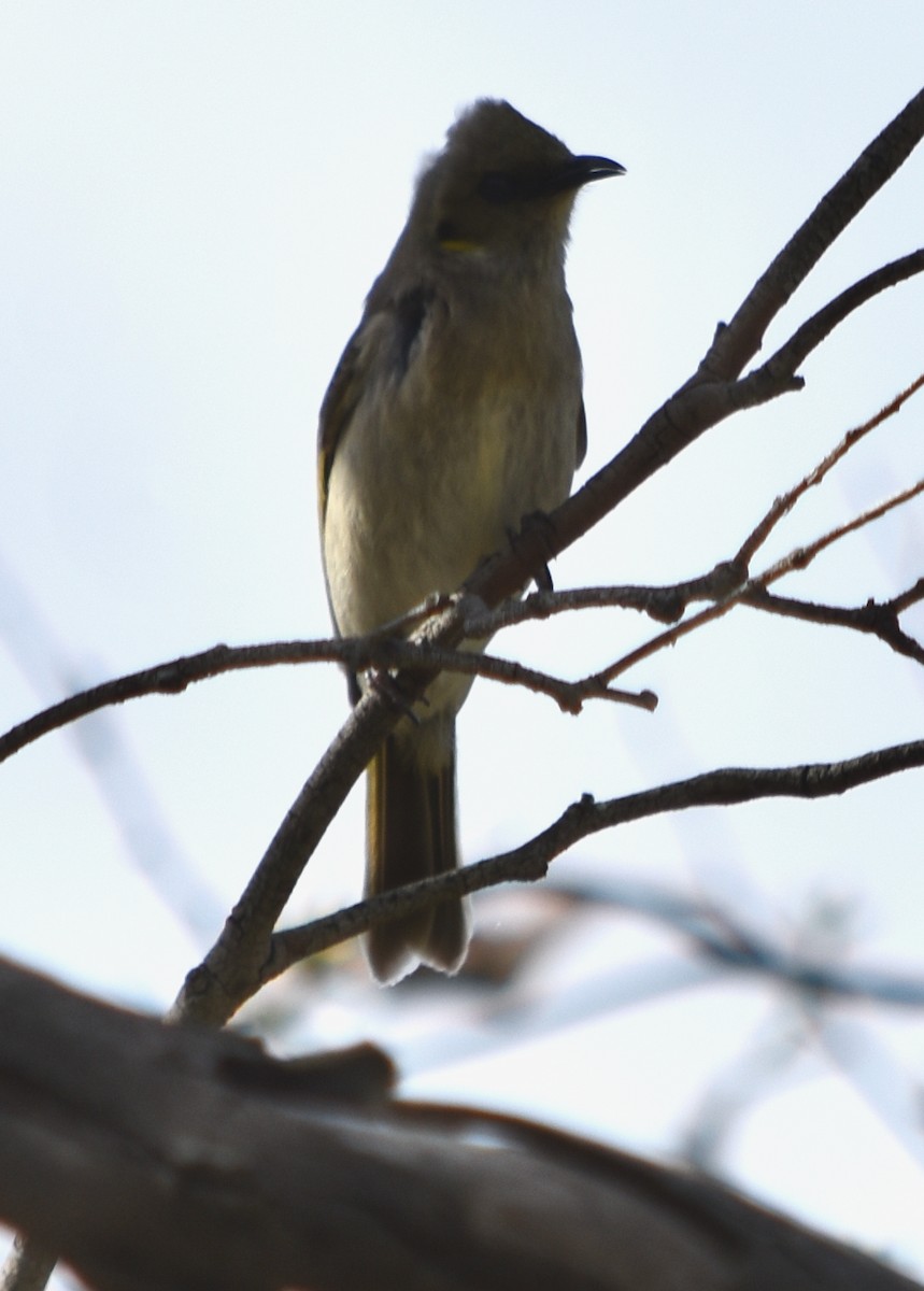 Fuscous Honeyeater - ML370387591