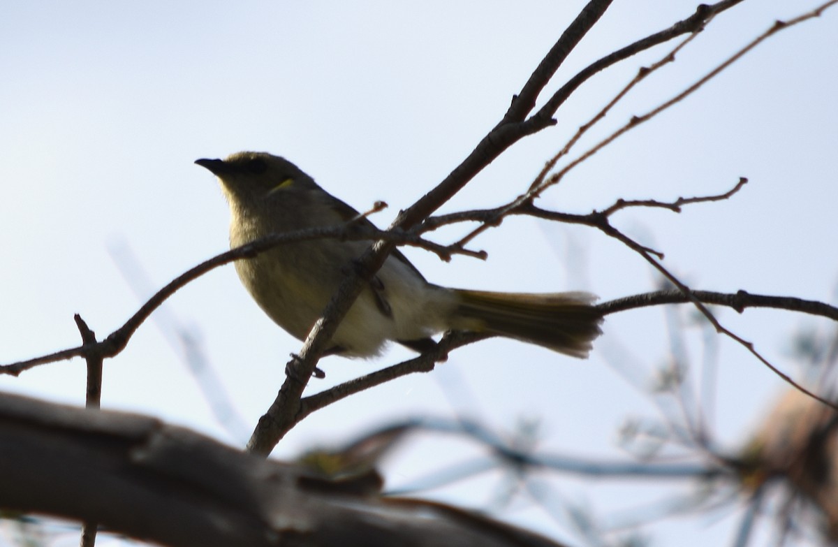 Fuscous Honeyeater - ML370387641