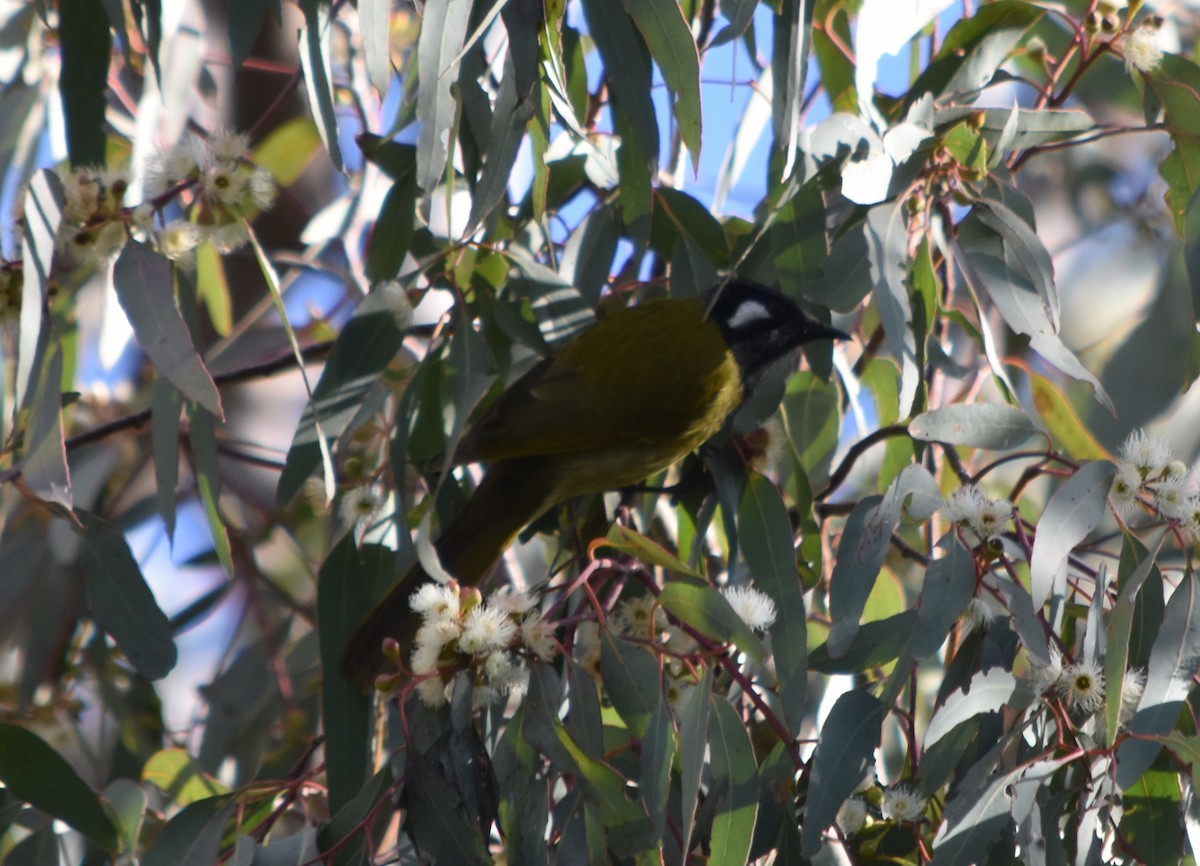 White-eared Honeyeater - ML370387661