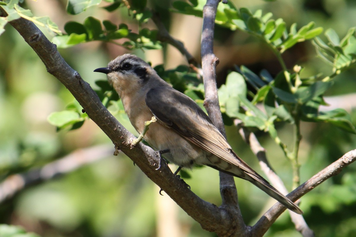 Black-eared Cuckoo - ML370387821