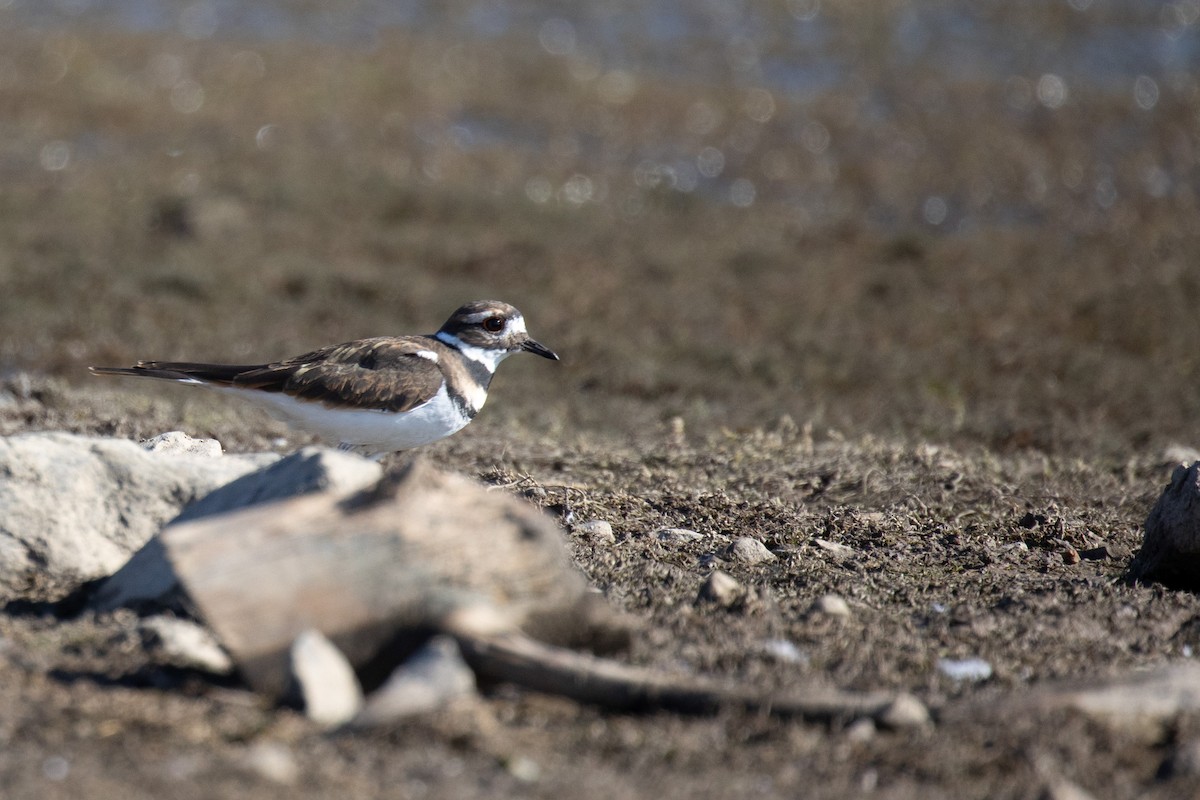 Killdeer - ML370392591