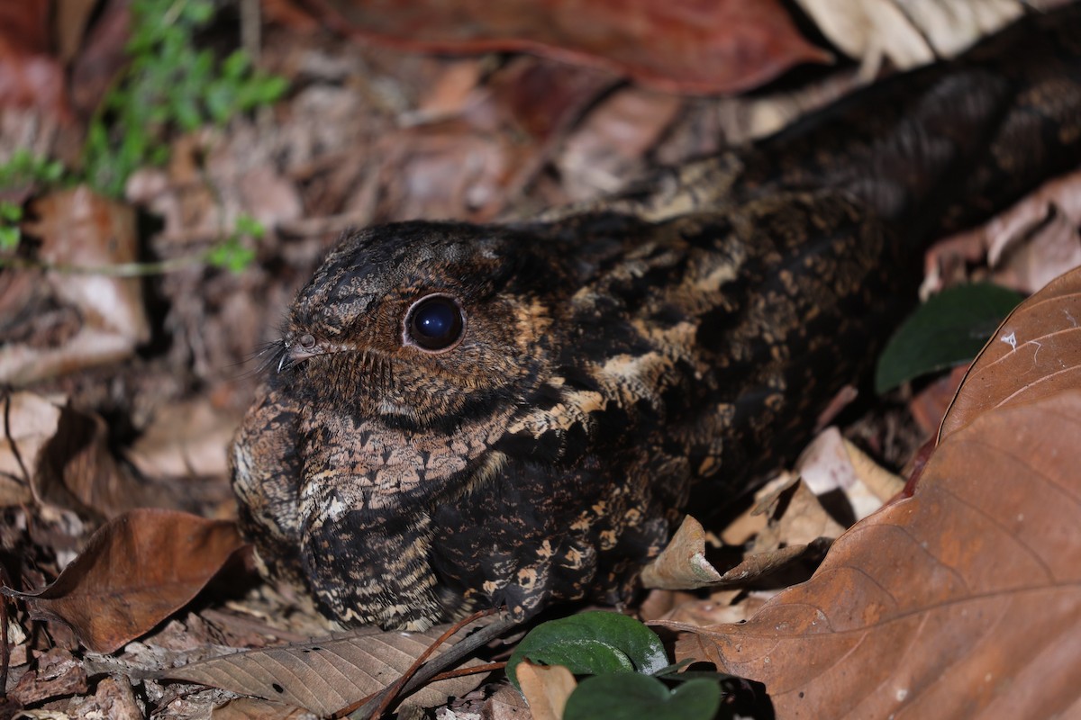 Bates's Nightjar - Ross Gallardy