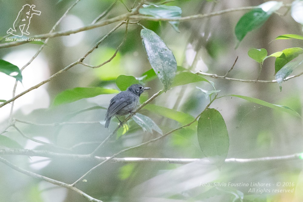 Alagoas Antwren - Silvia F🪶 Linhares