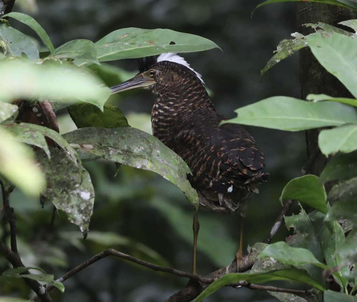 White-crested Tiger-Heron - ML370393591