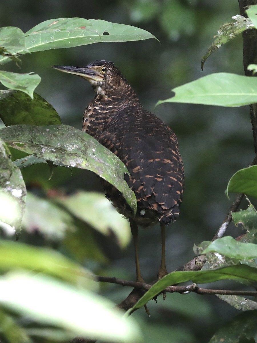 White-crested Tiger-Heron - ML370393621