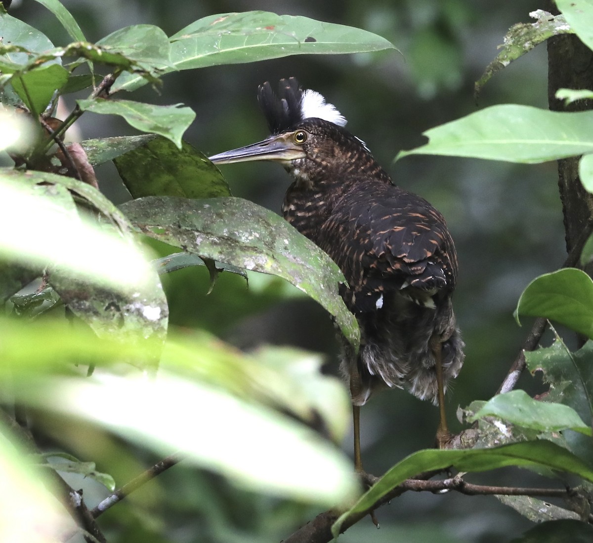 White-crested Tiger-Heron - ML370393631