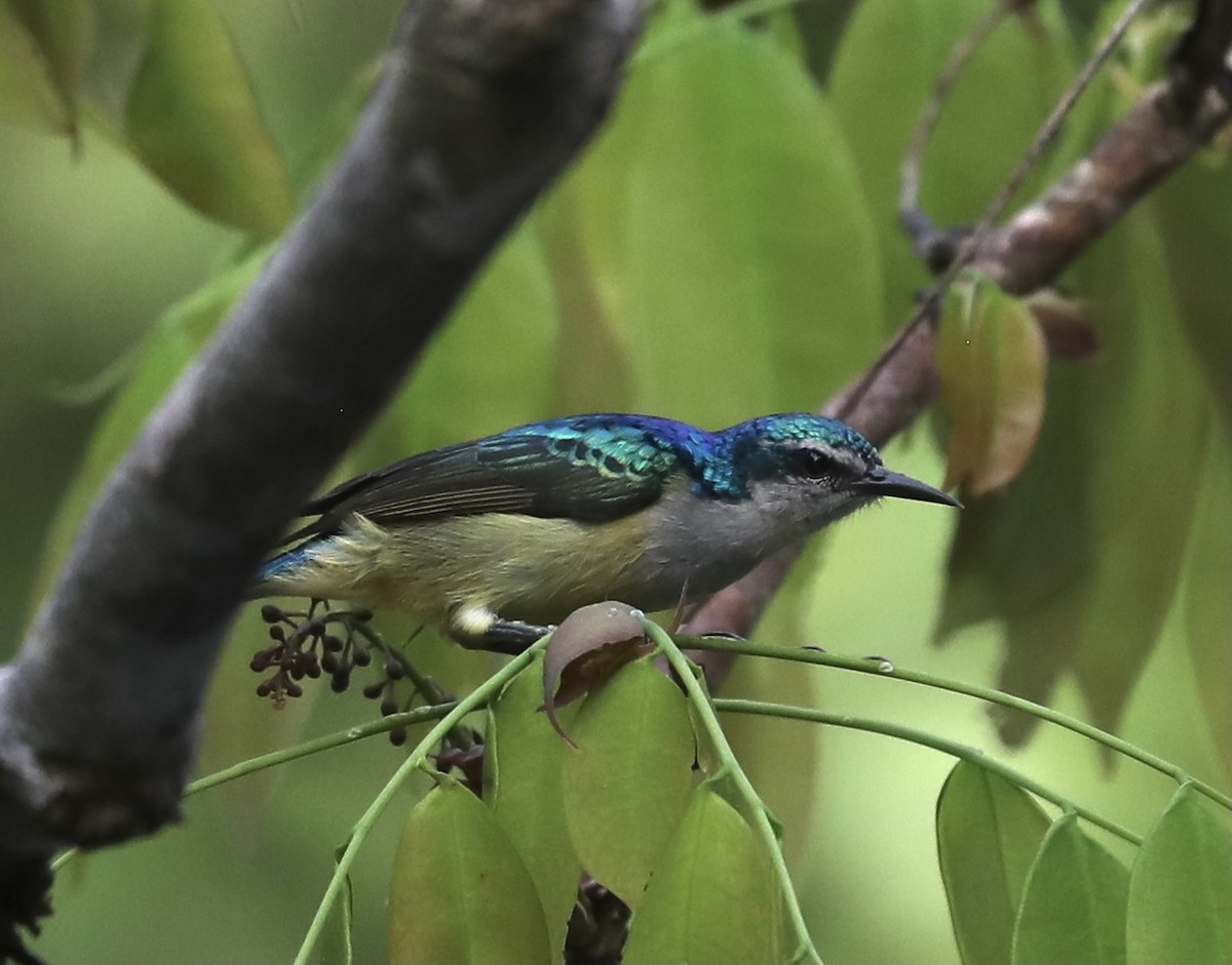 Violet-tailed Sunbird - Ross Gallardy