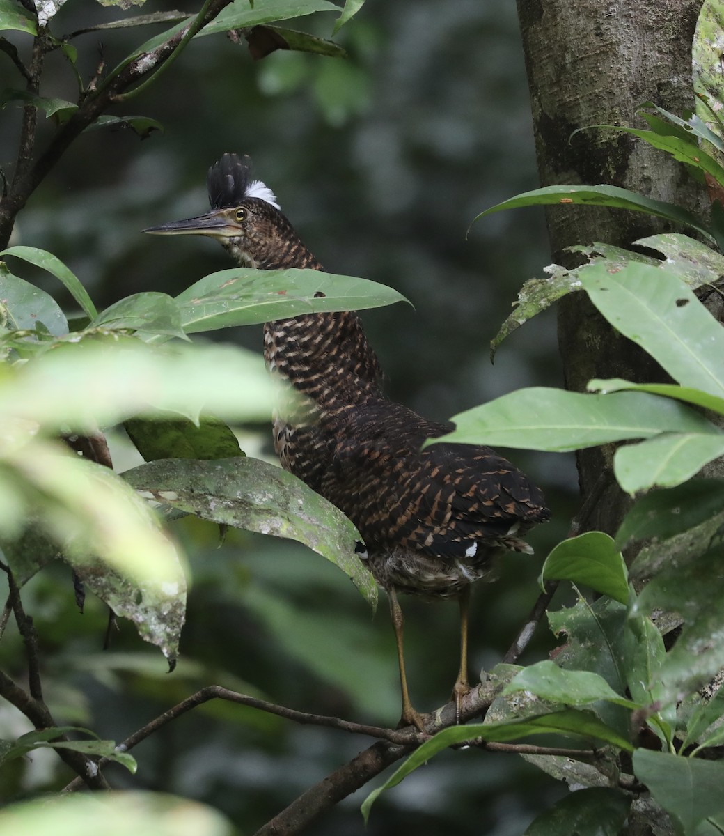 White-crested Tiger-Heron - ML370393701