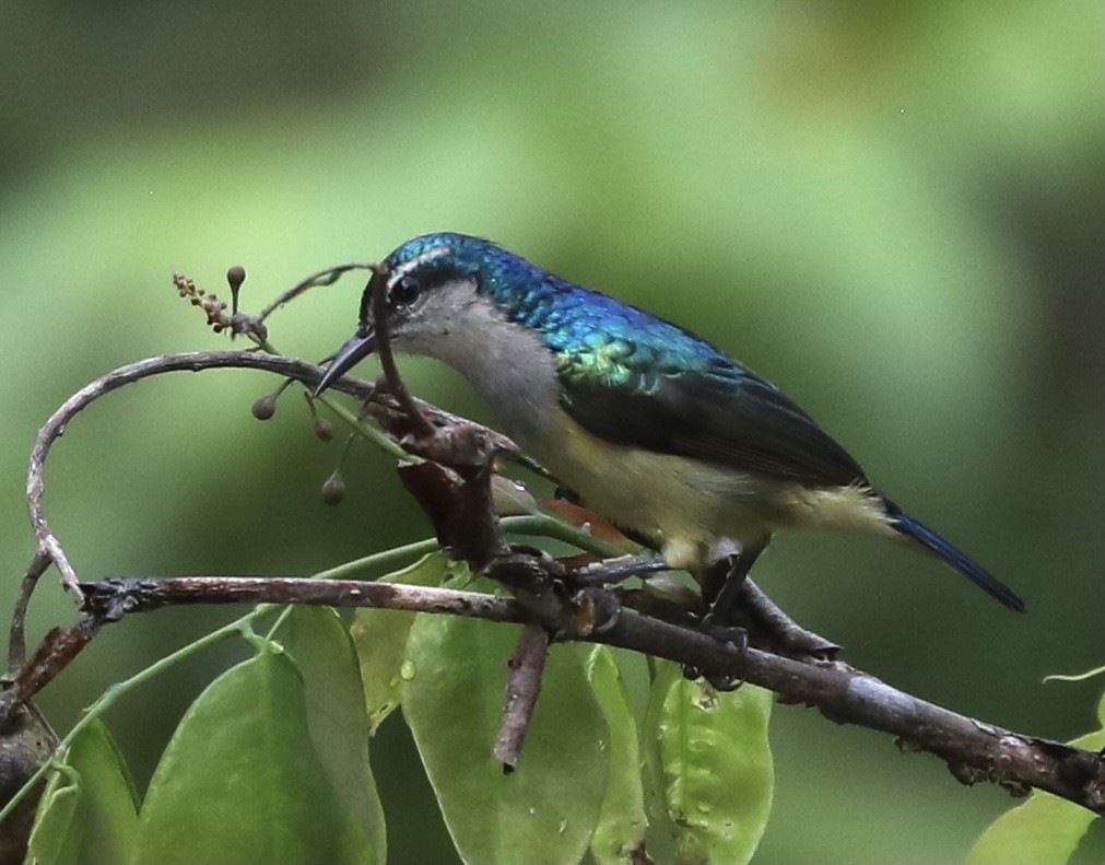 Violet-tailed Sunbird - ML370393741