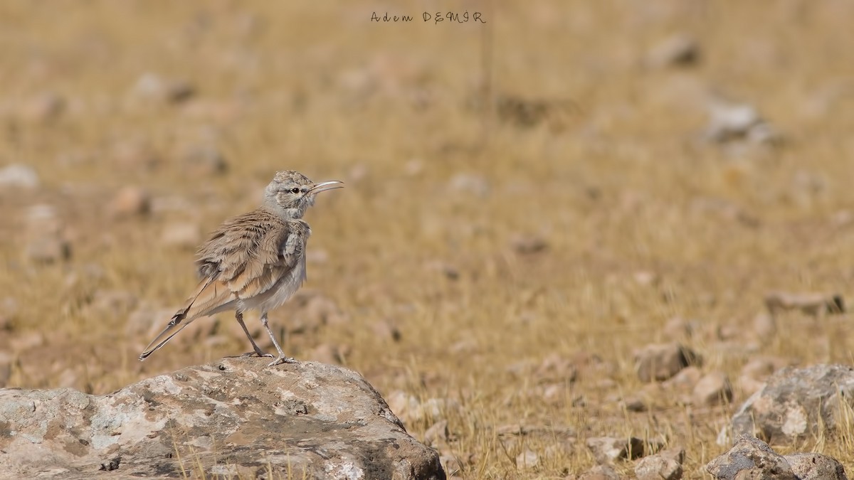 Greater Hoopoe-Lark - adem demir