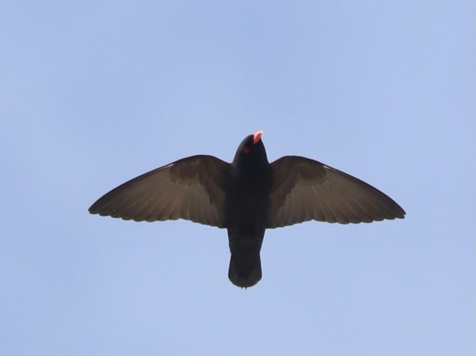 African River Martin - ML370394401