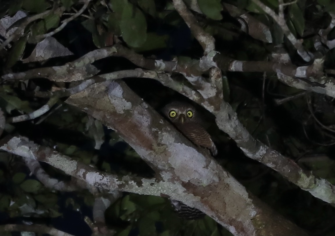 Sjöstedt's Owlet - Ross Gallardy