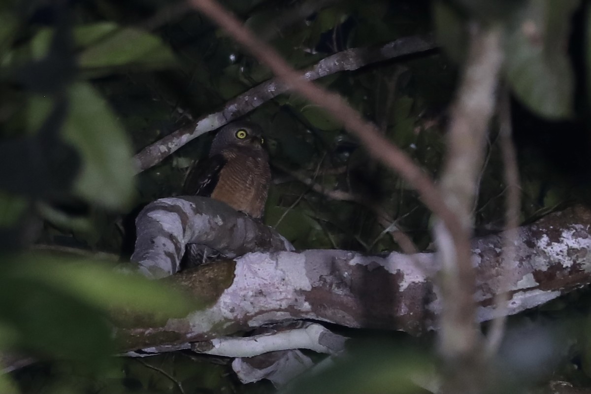 Sjöstedt's Owlet - Ross Gallardy