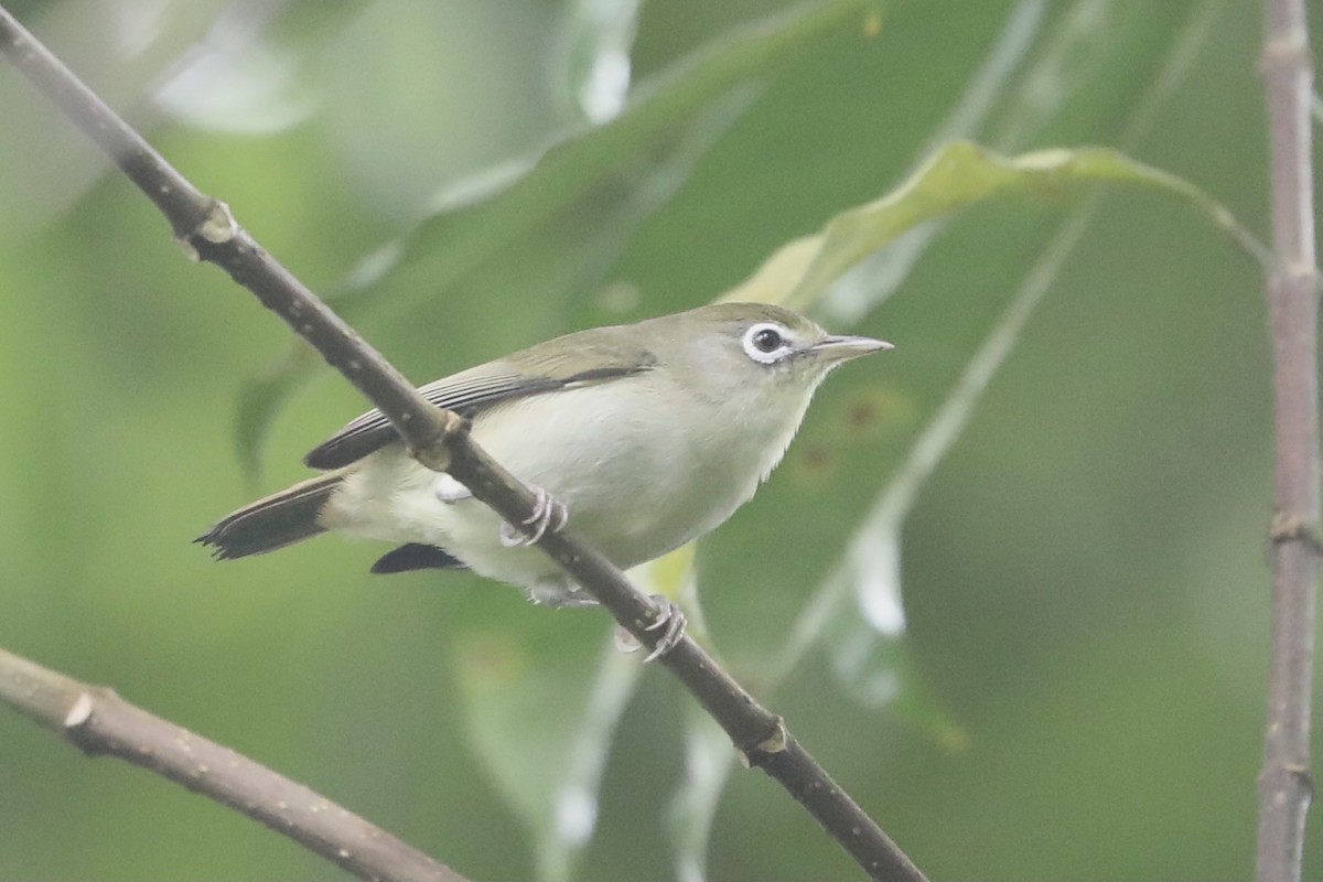 Principe White-eye - ML370394911