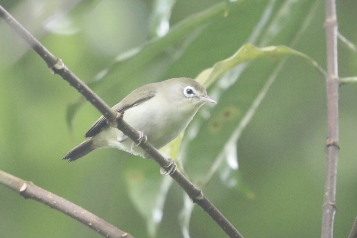 Principe White-eye - Ross Gallardy