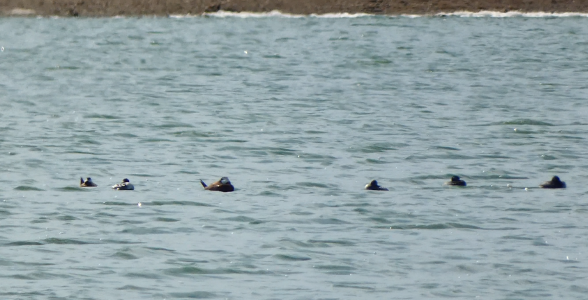 White-headed Duck - Zulfu Farajli