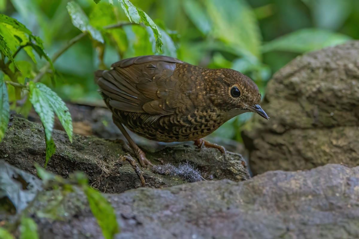 Scaly-breasted Cupwing (Himalayan) - ML370397231