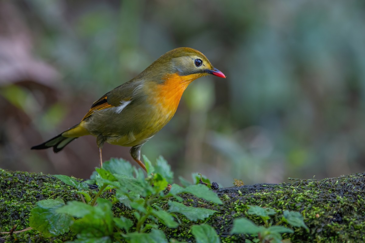 Red-billed Leiothrix - ML370398081