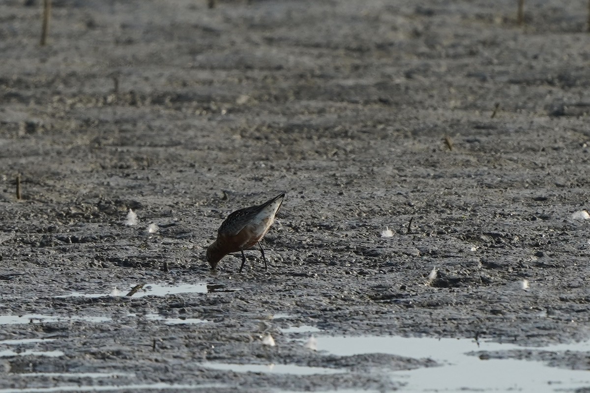 Curlew Sandpiper - ML370399001