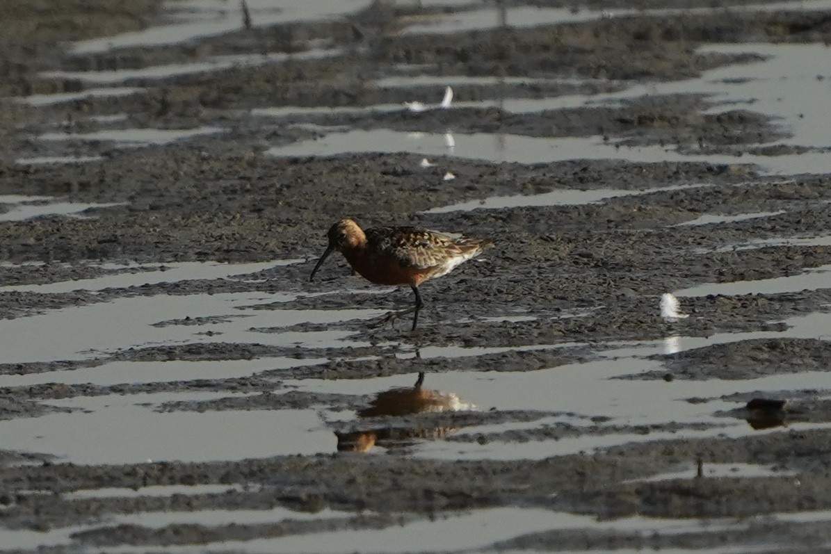 Curlew Sandpiper - ML370399011