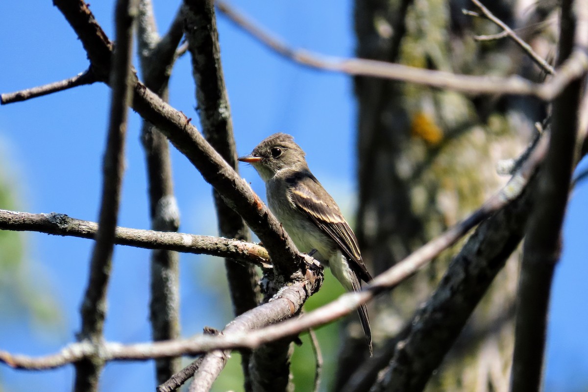 Eastern Wood-Pewee - Johanne Simard