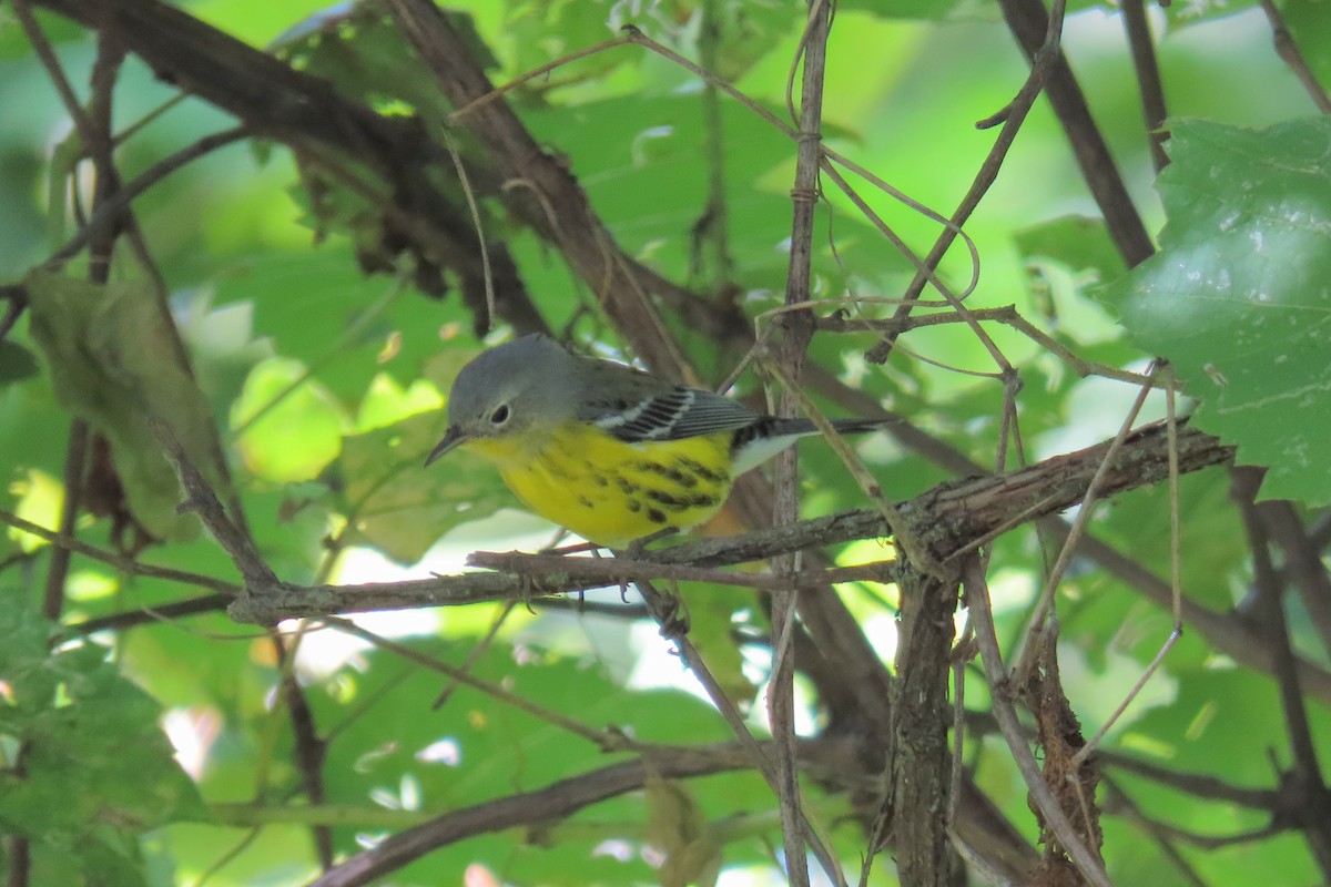 Magnolia Warbler - ML370403951