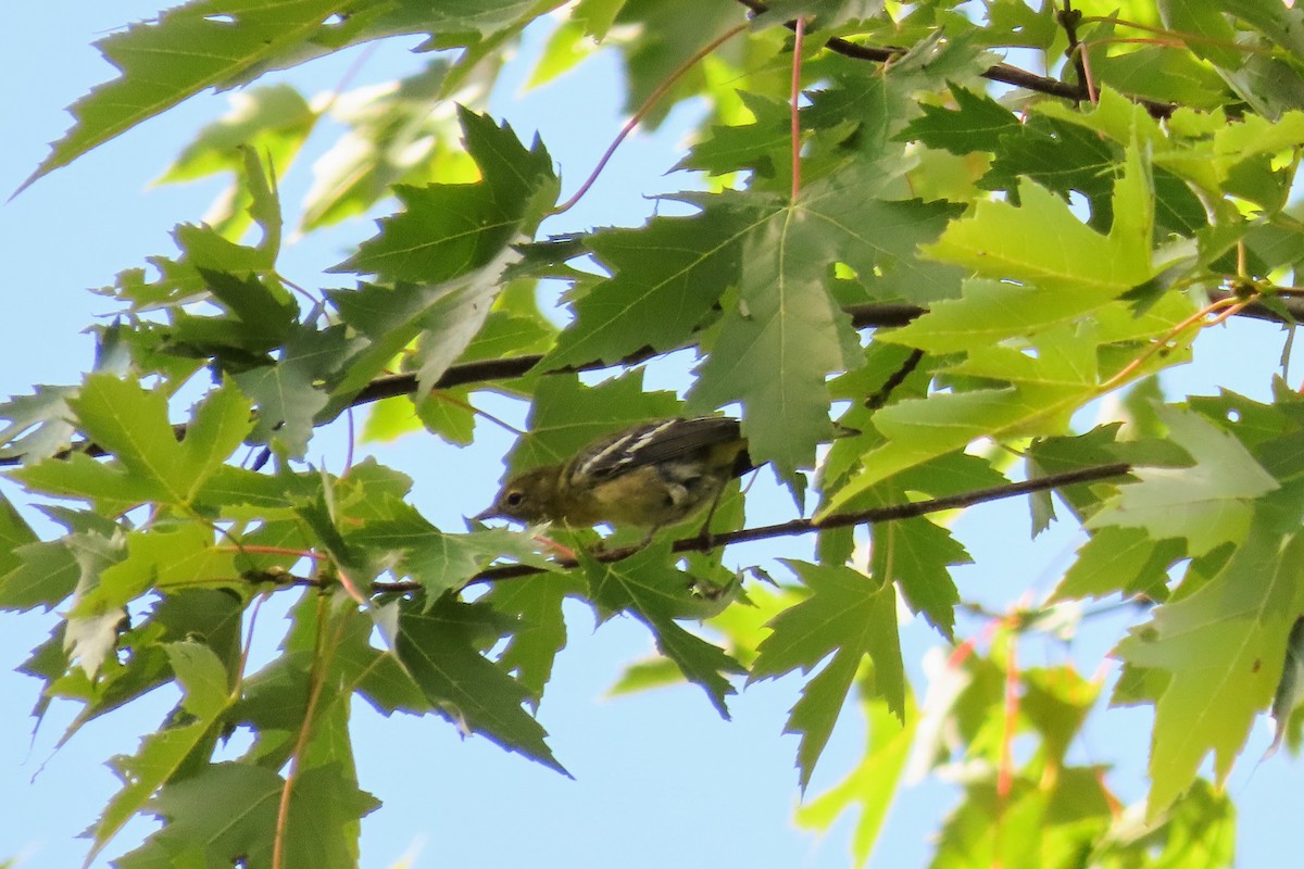 Bay-breasted Warbler - ML370404011
