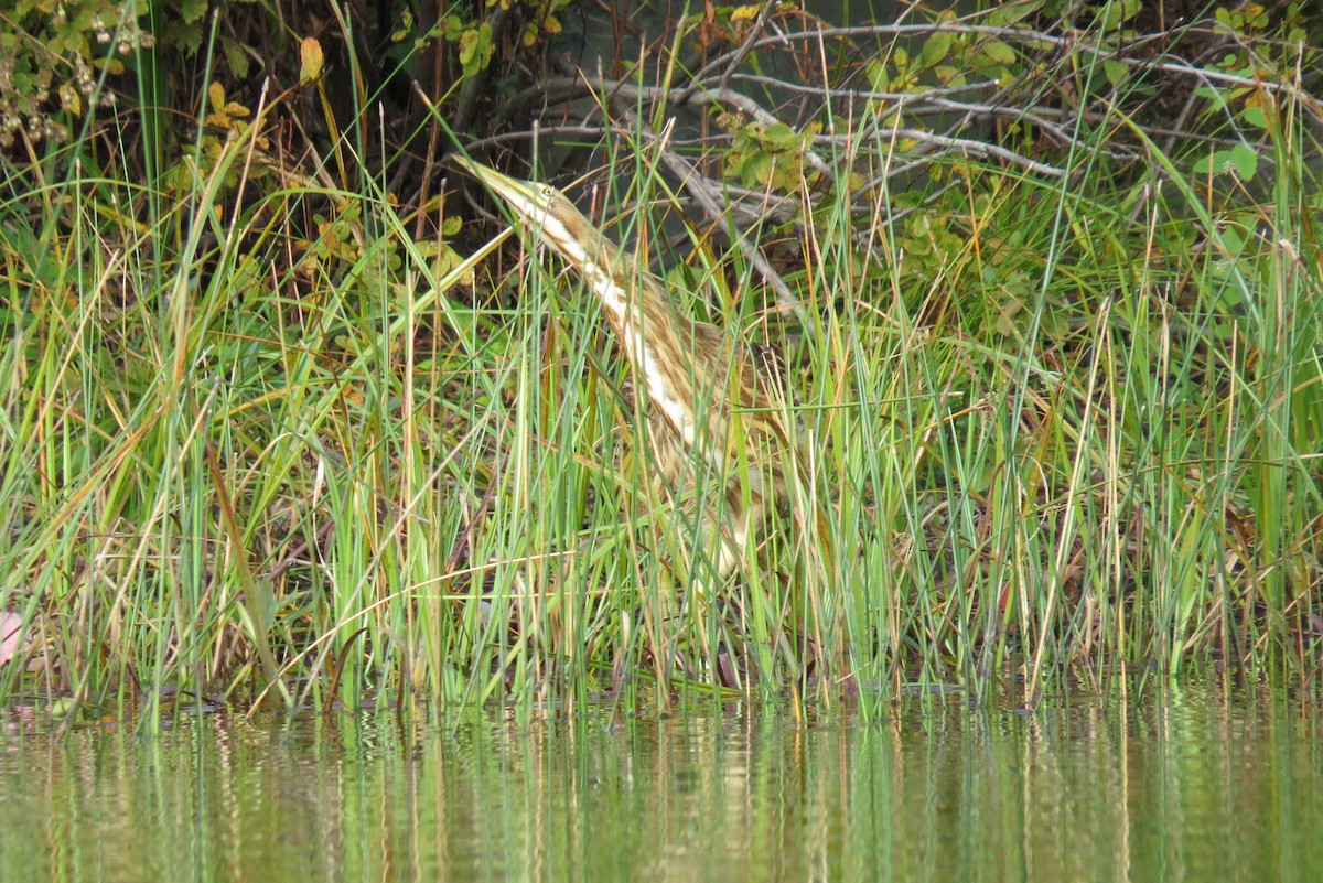 Schwarzbart-Rohrdommel - ML370404161