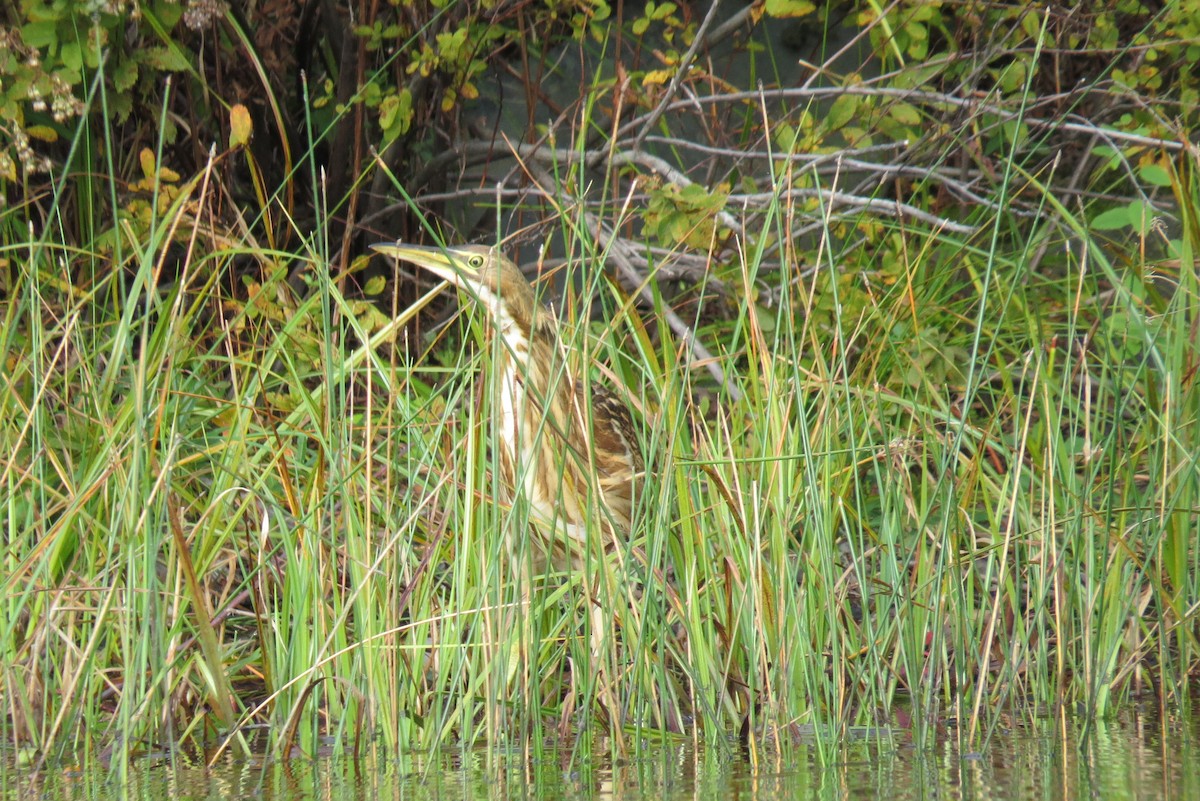 American Bittern - ML370404271