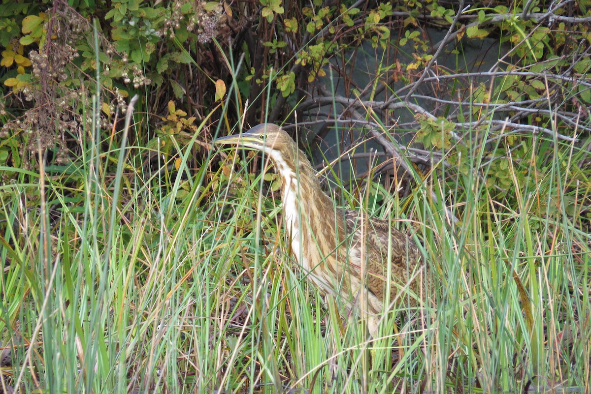 American Bittern - ML370404311