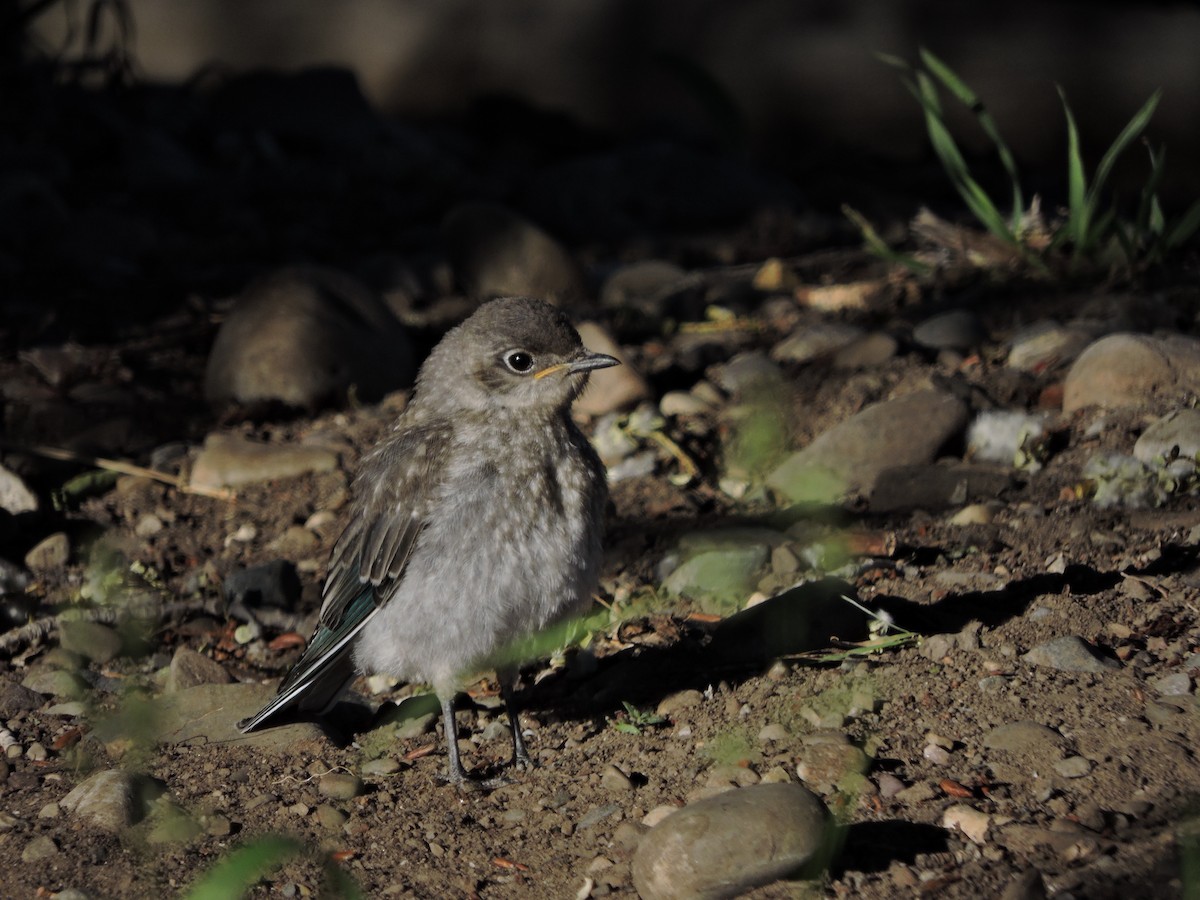 Mountain Bluebird - ML370406751