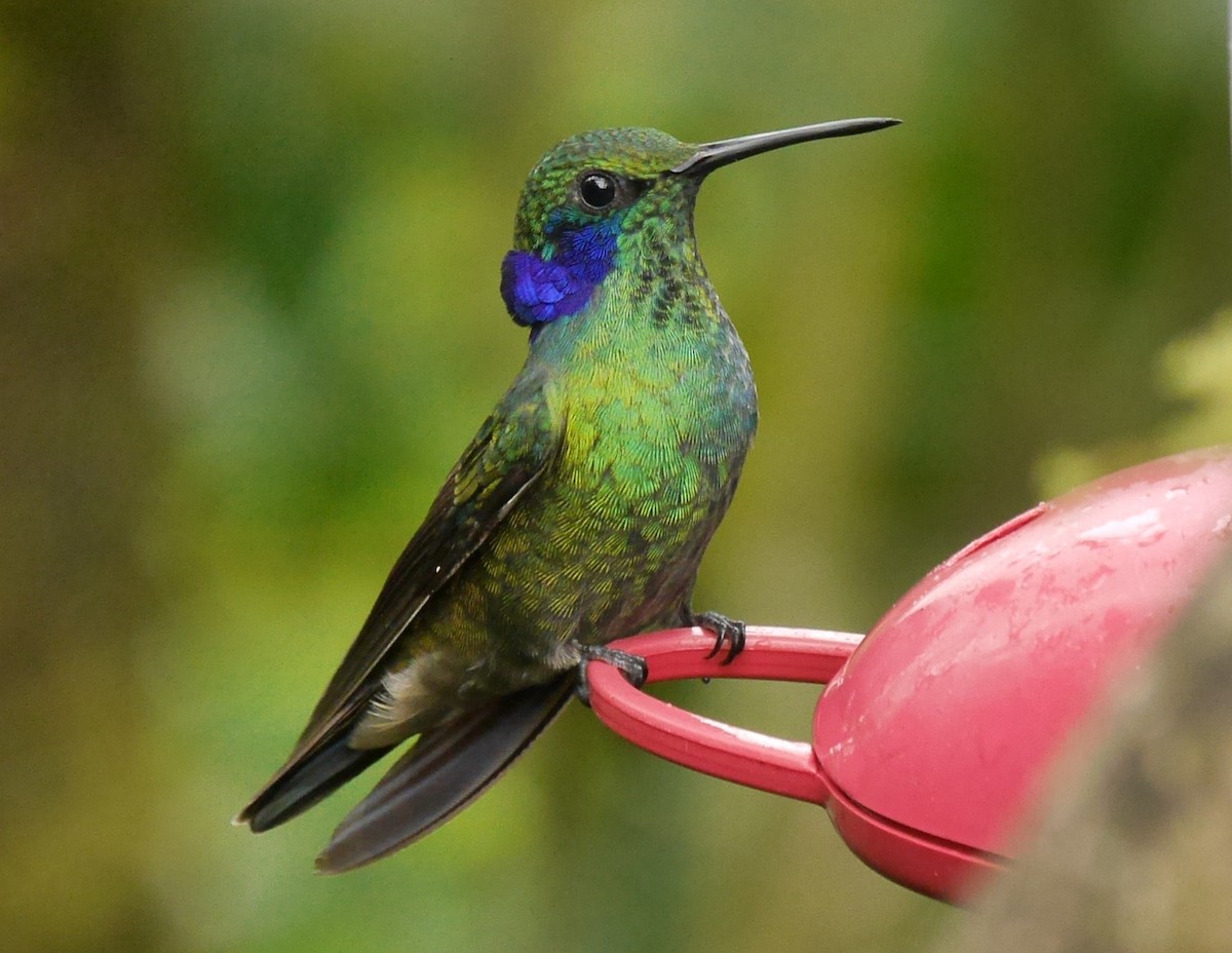 blåørekolibri (cyanotus/crissalis) - ML370406831