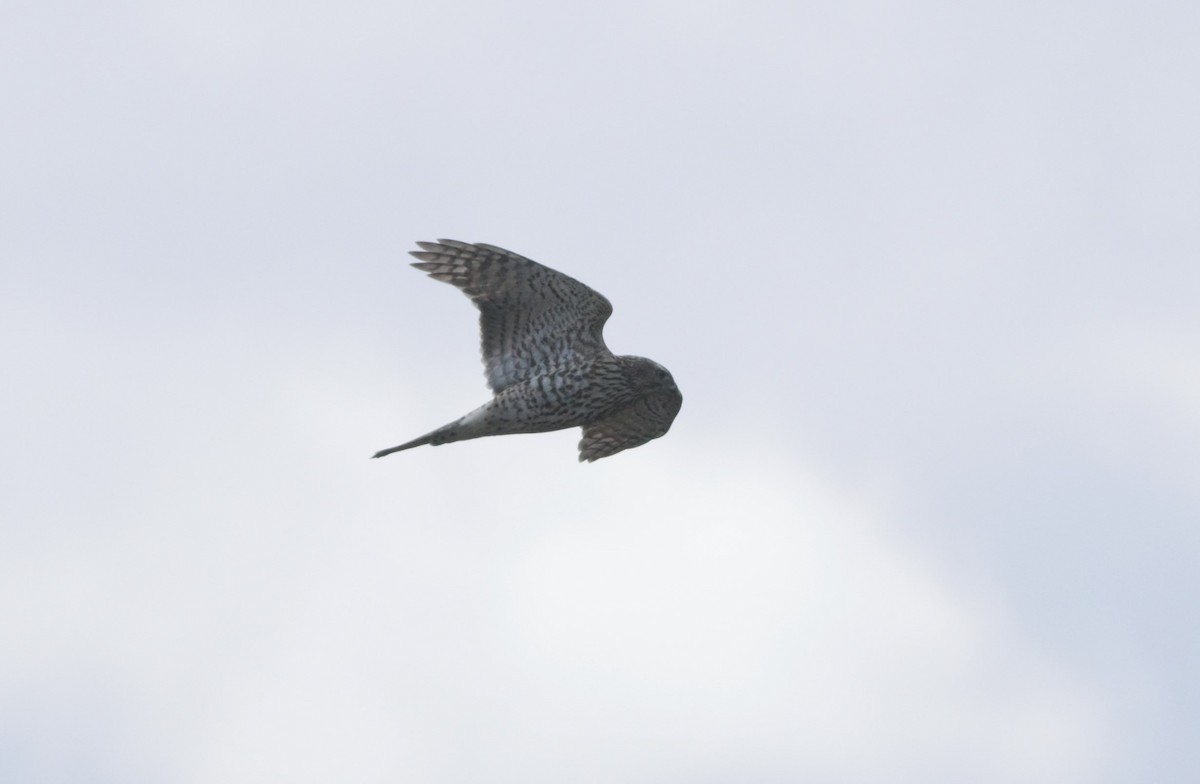 American Goshawk - Ruth  Danella