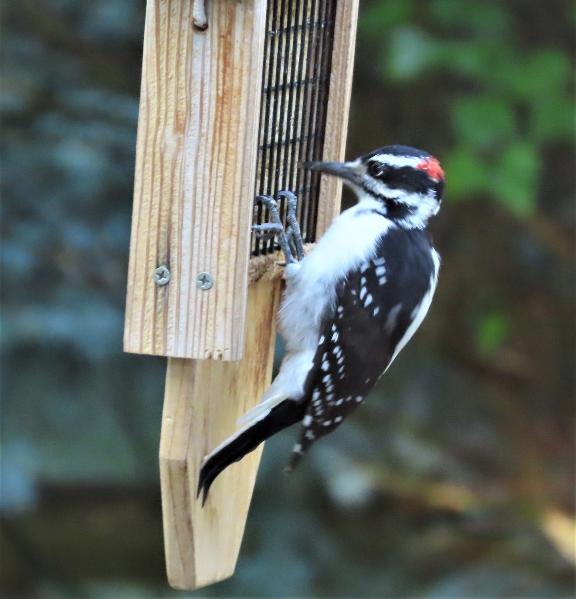 Hairy Woodpecker - ML370412461