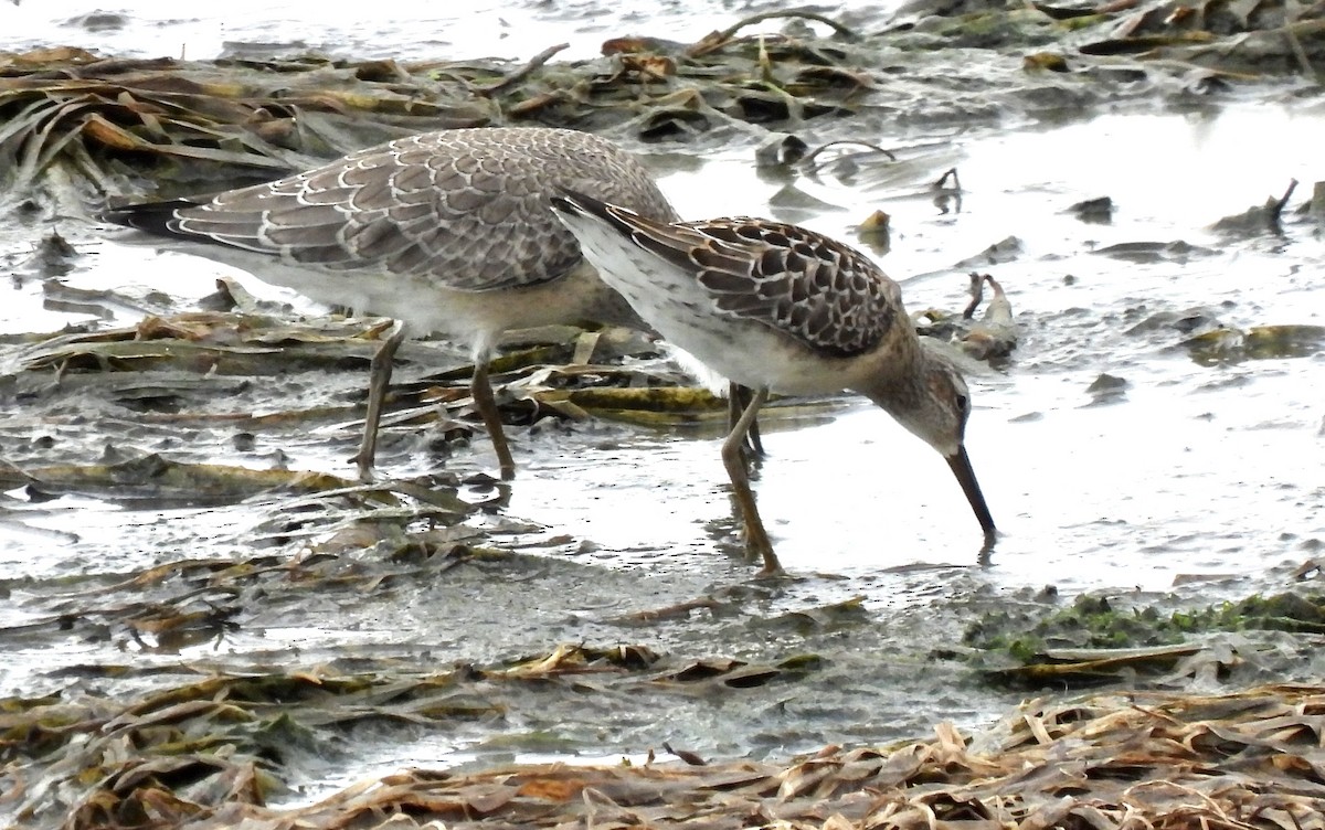 Stilt Sandpiper - ML370412501