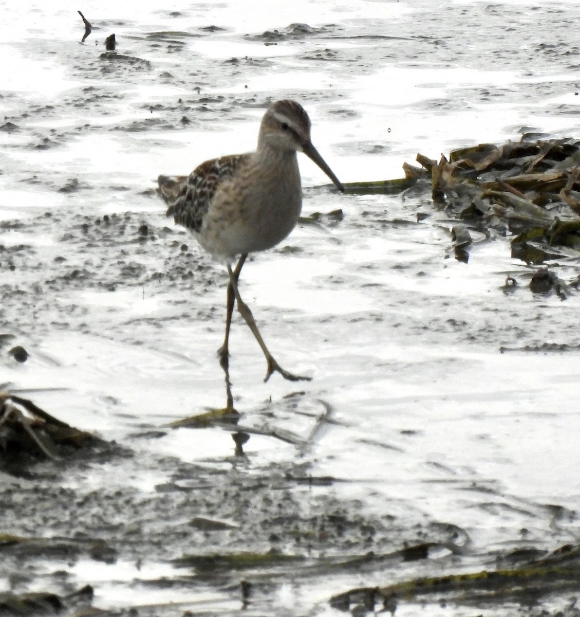 Stilt Sandpiper - ML370412621