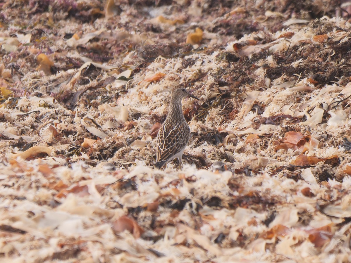 Bécasseau à poitrine cendrée - ML370414001