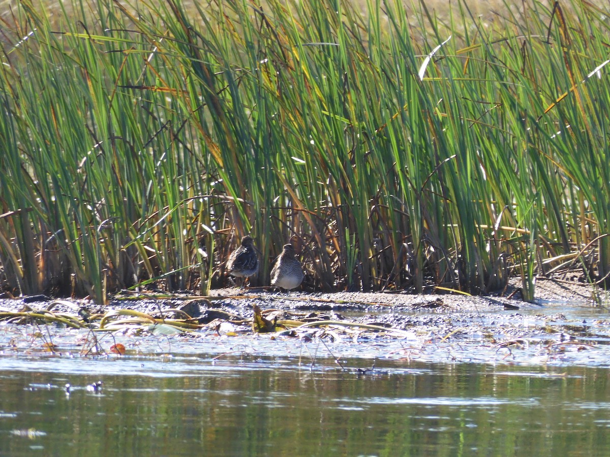 Wilson's Snipe - ML370414181